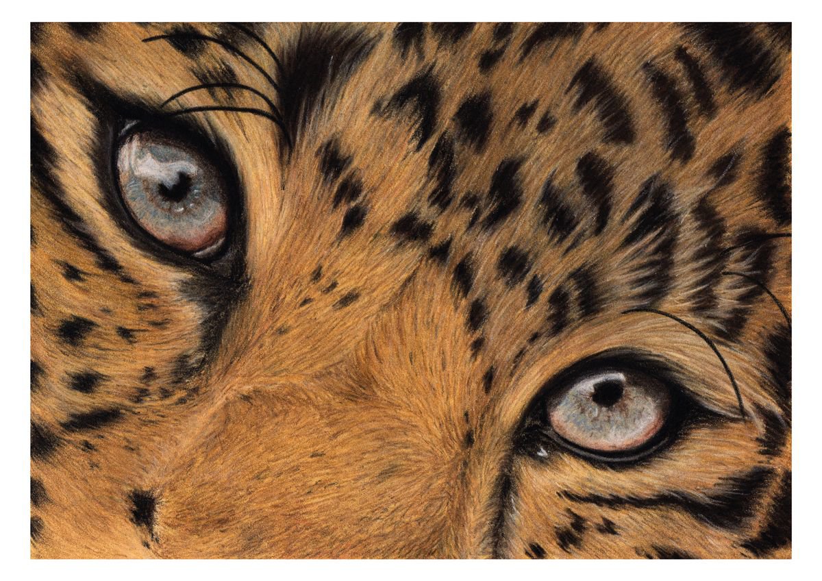 Leopard Eye Study by Katie Packer