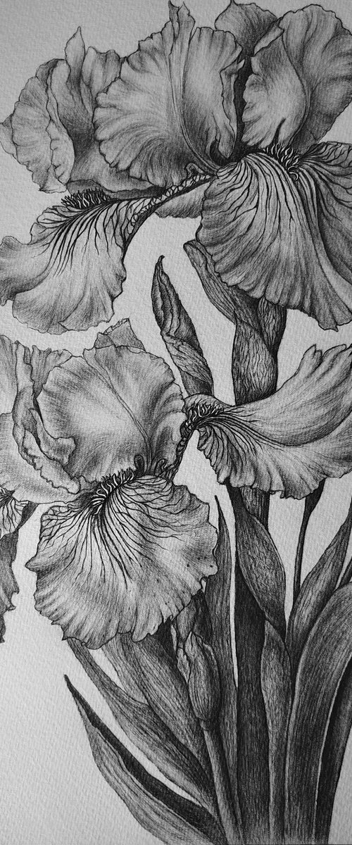 Iris Study in Graphite by DIANA ARTY