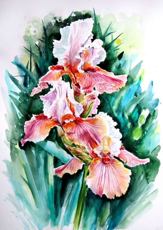 Iris II