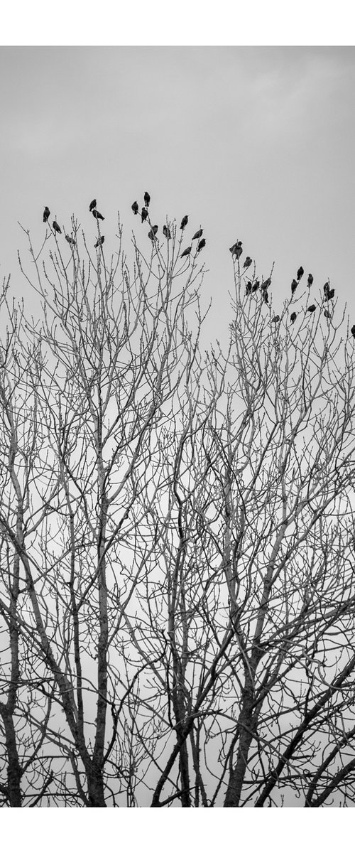 Jackdaws I by David Baker