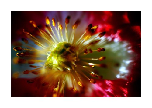 Abstract Pop Color Nature Photography 21 by Richard Vloemans