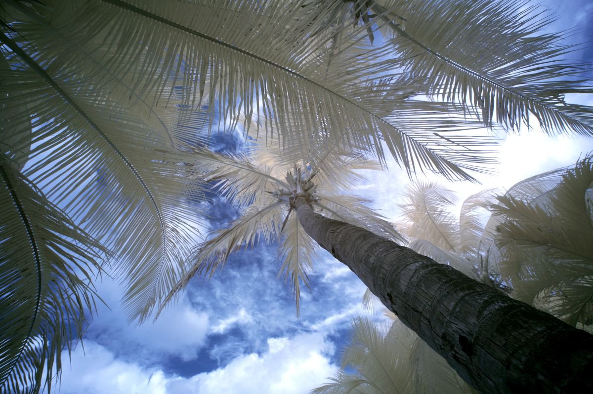 Palm Trees, Palomino. by Ed Watts