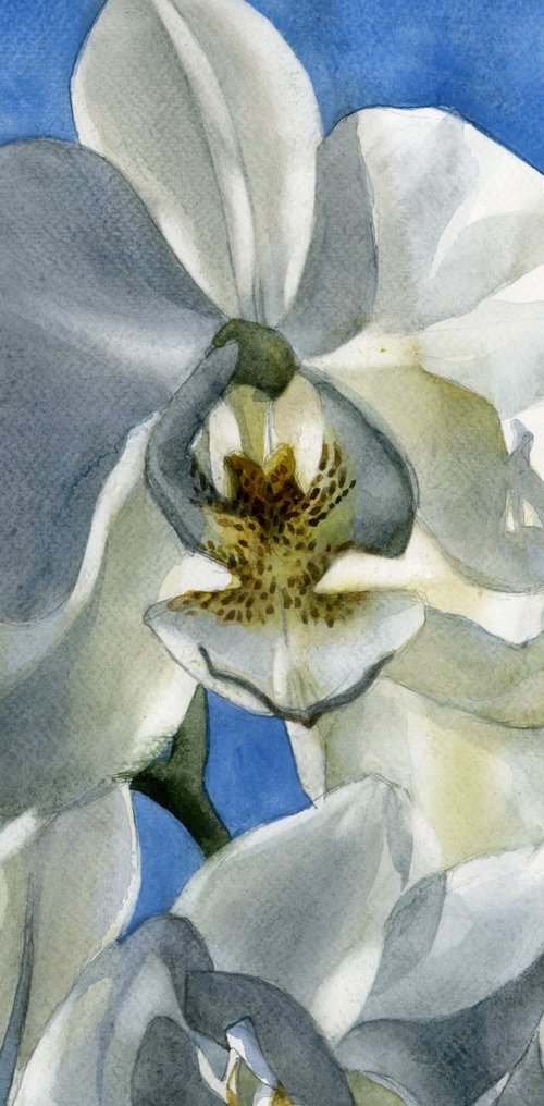 white orchid with blue by Alfred  Ng