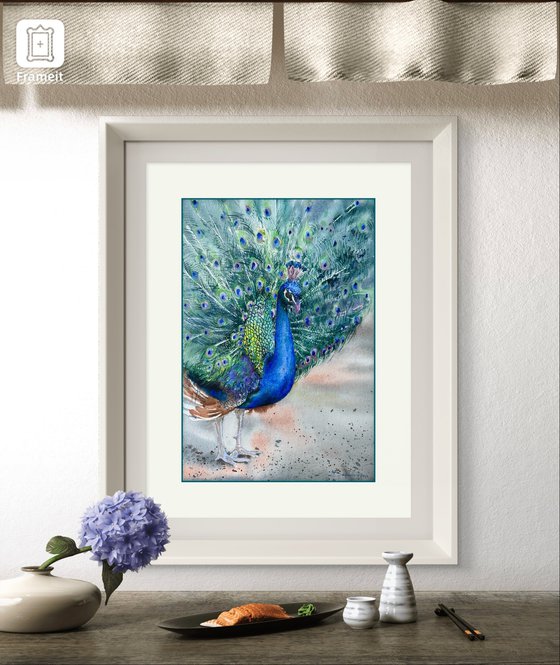 Peacock in full splendour