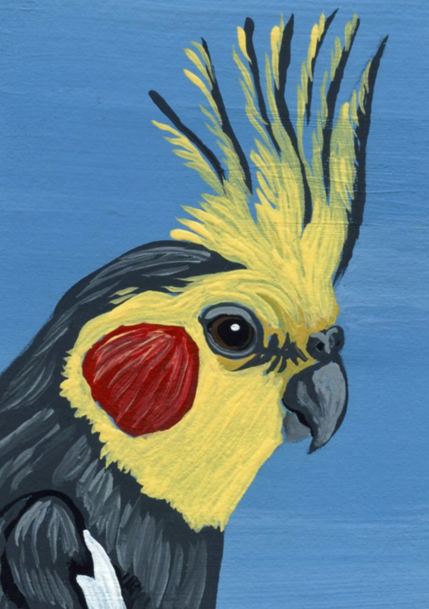 ACEO ATC Original Miniature Painting Cockatiel Parrot Pet Bird Art-Carla Smale by carla smale