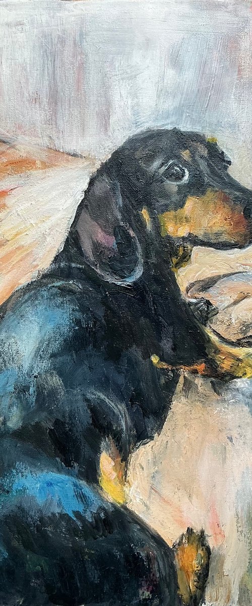 Dachshund portrait by Sandra Haney