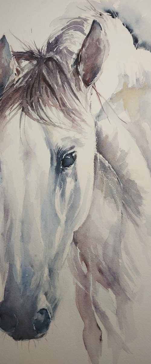 White horse by Sue  Green
