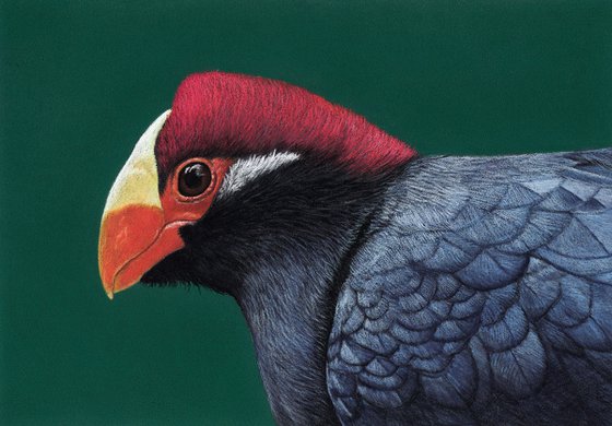 Original pastel drawing bird "Violet turaco"