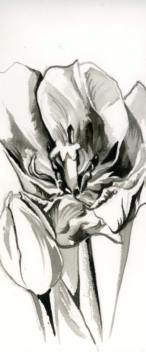 tulip watercolor drawing by Alfred  Ng