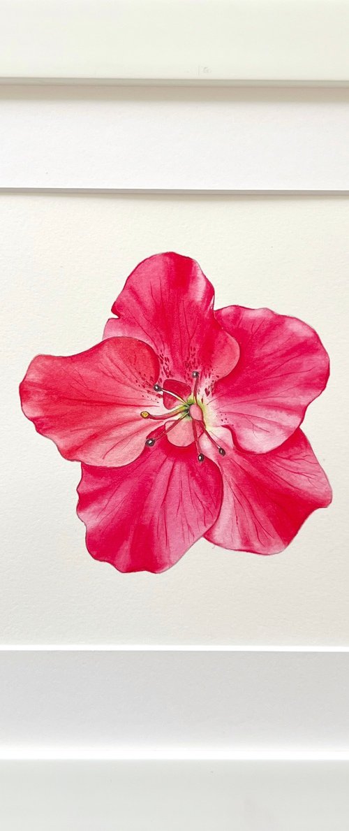 Pink azalea. Original watercolor artwork. by Nataliia Kupchyk