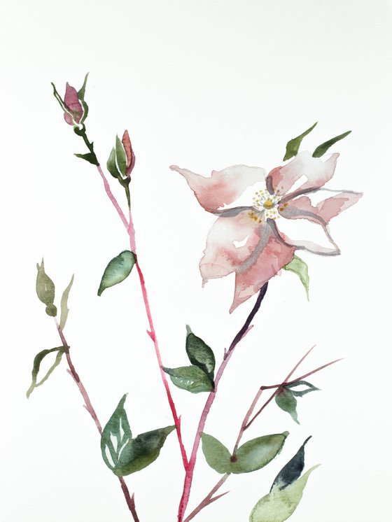 Wild Rose No. 6