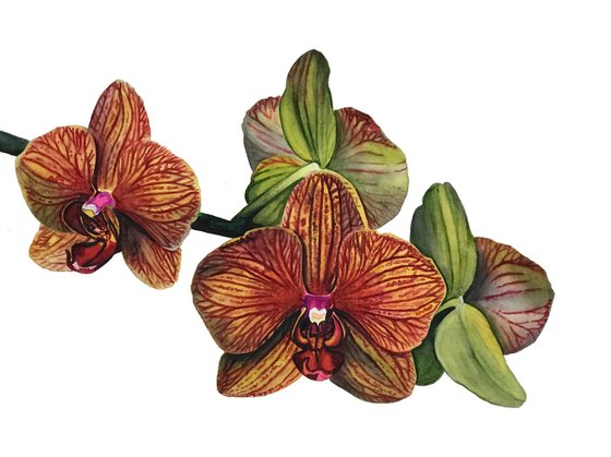 Yellow and Red Orchid