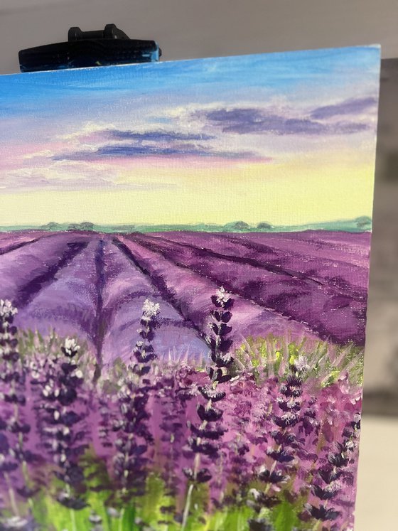 Lavender Field