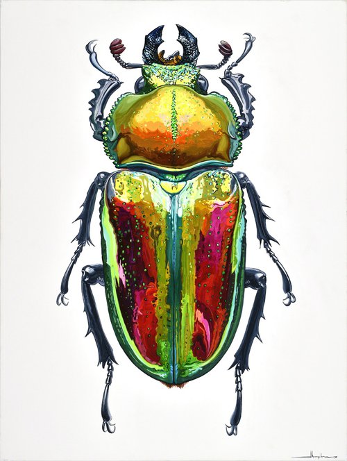 Phalacrognathus Muelleri / Rainbow Stag Beetle by Alex Nizovsky