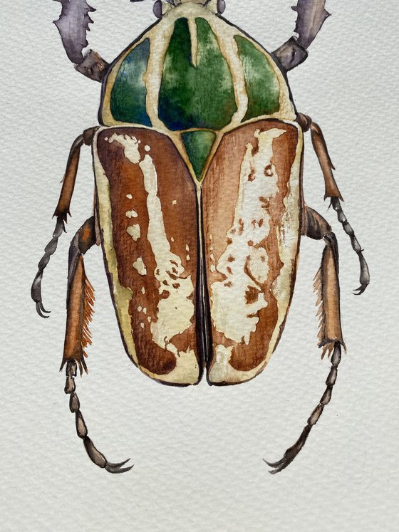 Mecynorhina ugandensis, beetle in the sun's rays in bright yellow, orange, green colour 3