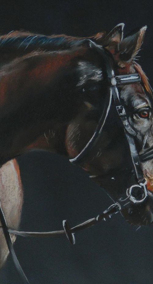 Horse portrait II by Magdalena Palega