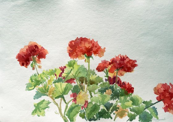 Geraniums