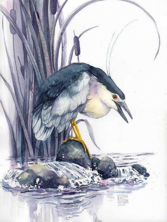 Black-crowned night heron