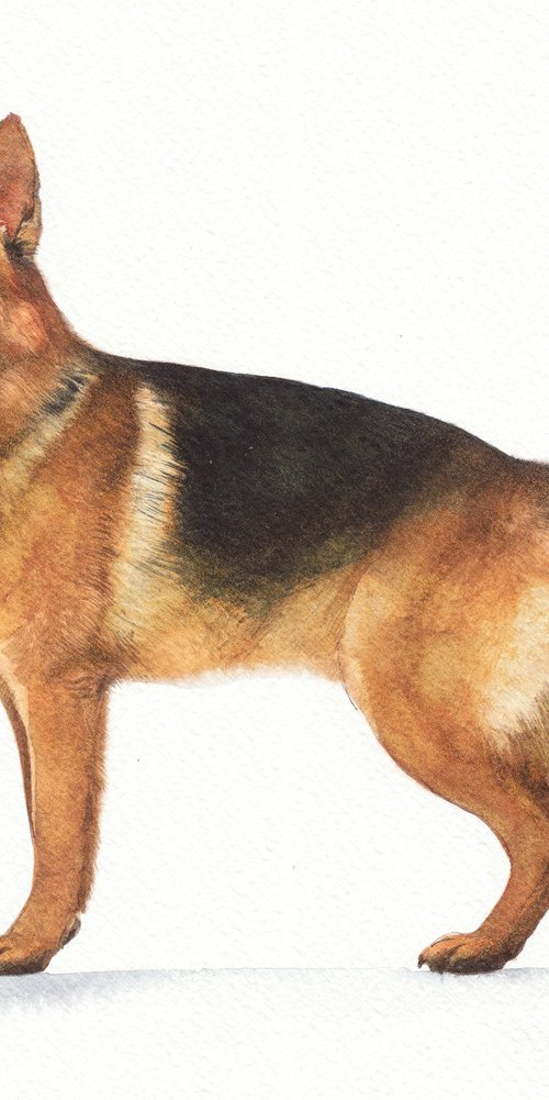 German shepherd III by REME Jr.