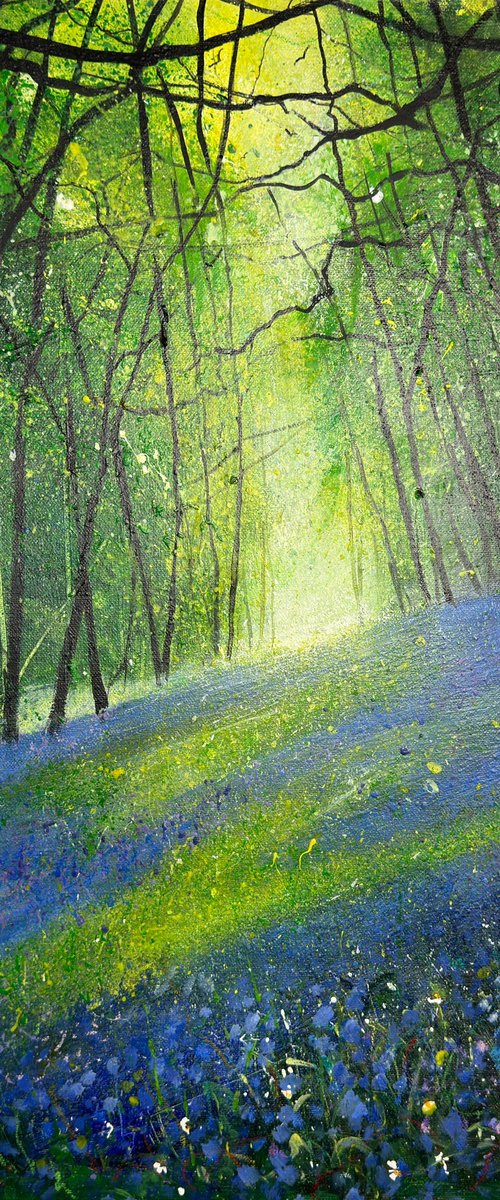 Light across Bluebell Woodland by Teresa Tanner