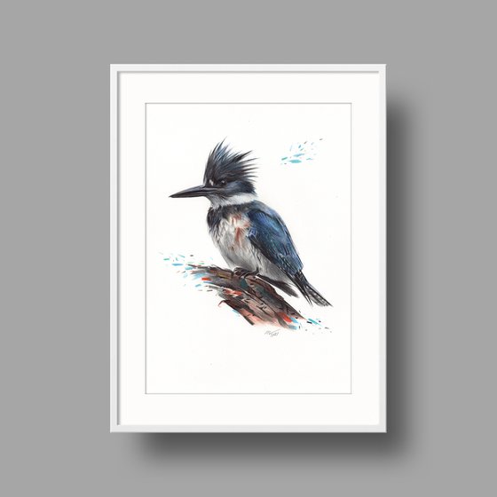 Belted Kingfisher - Bird Portrait