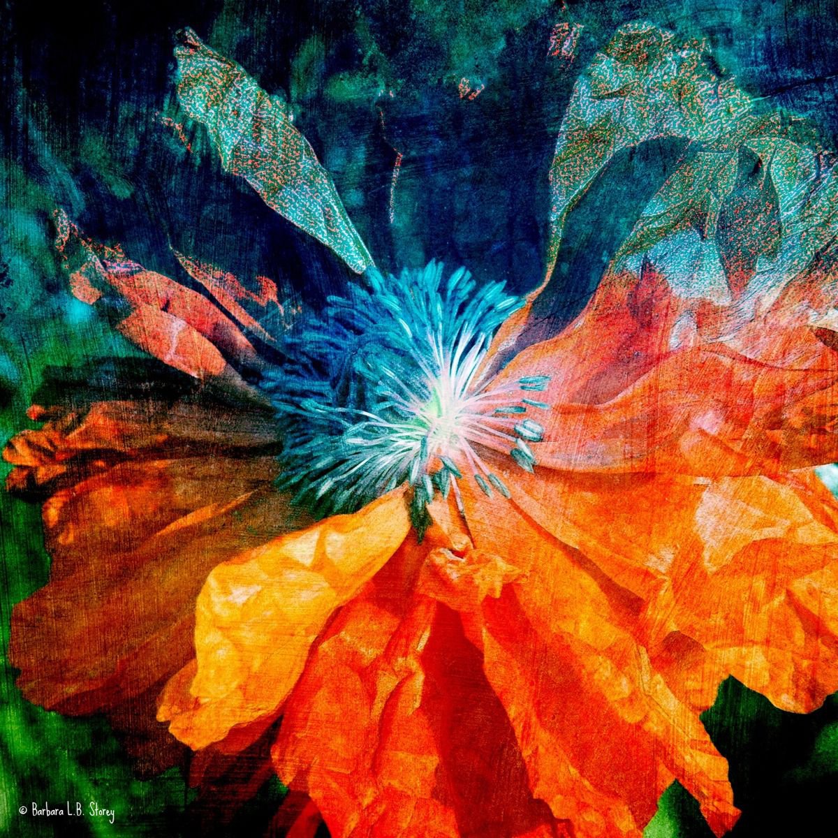 Wild Flame Poppy by Barbara Storey