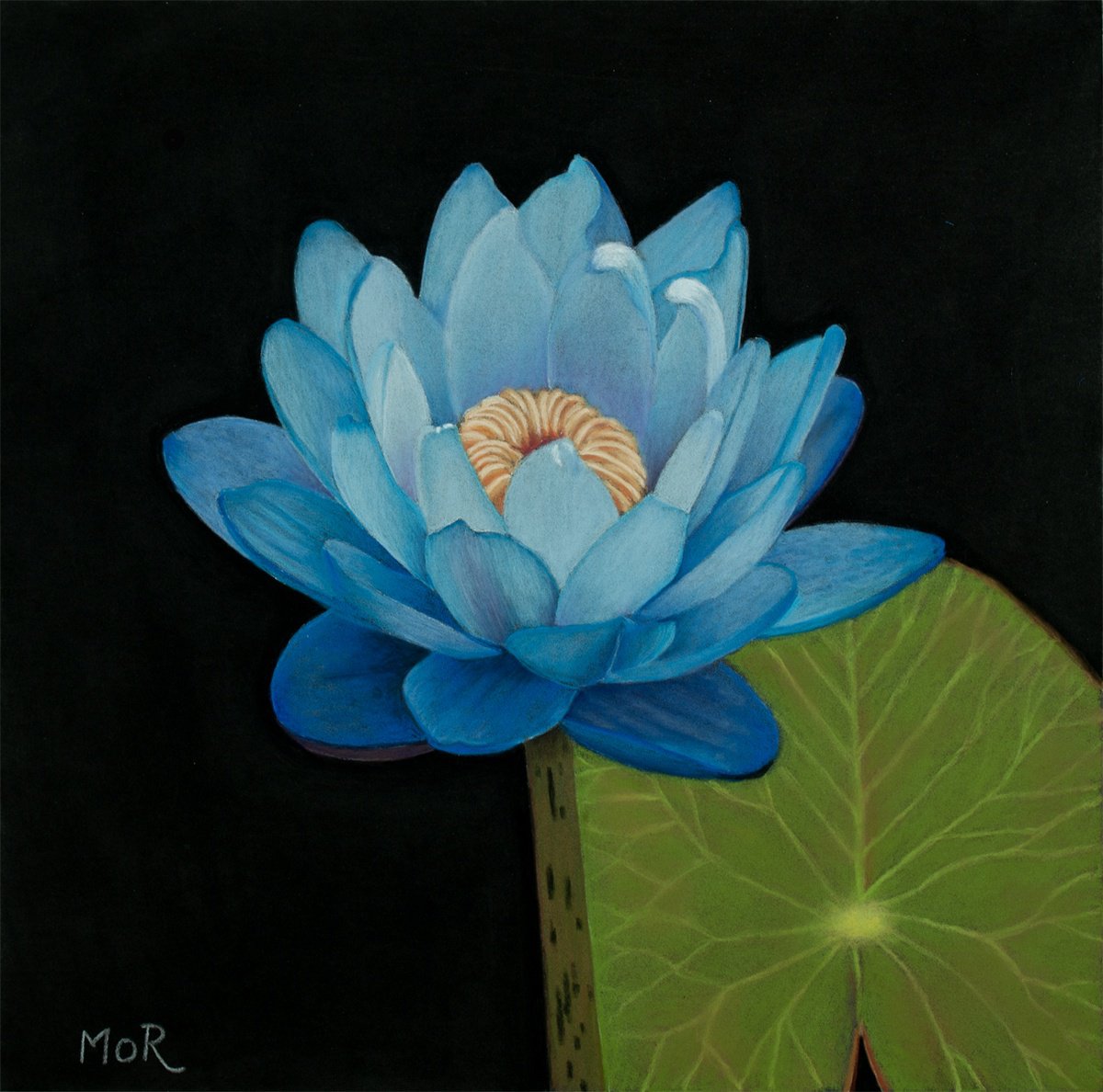 Photorealistic Botanical Pastel Drawing By Dietrich Moravec, 12 X 12, Blue Lotus, Original Artwork
