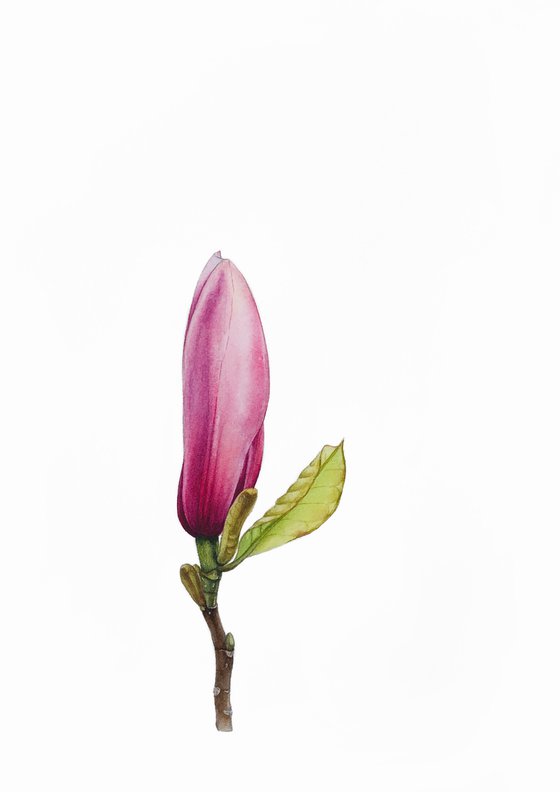 Magnolia blossom. A flower bud. Original watercolor artwork.