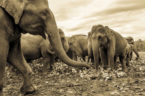 SRI LANKAN ELEPHANTS by Andrew Lever