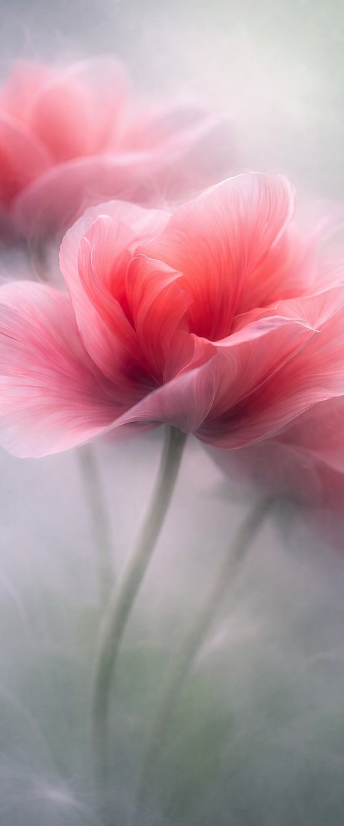 Held Light by Nick Psomiadis