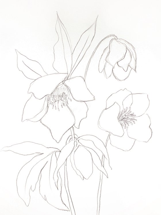 Hellebore No. 30