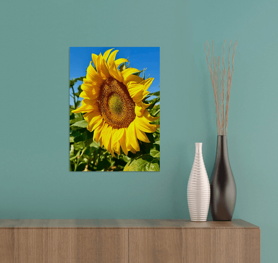 Normandy Sunflower