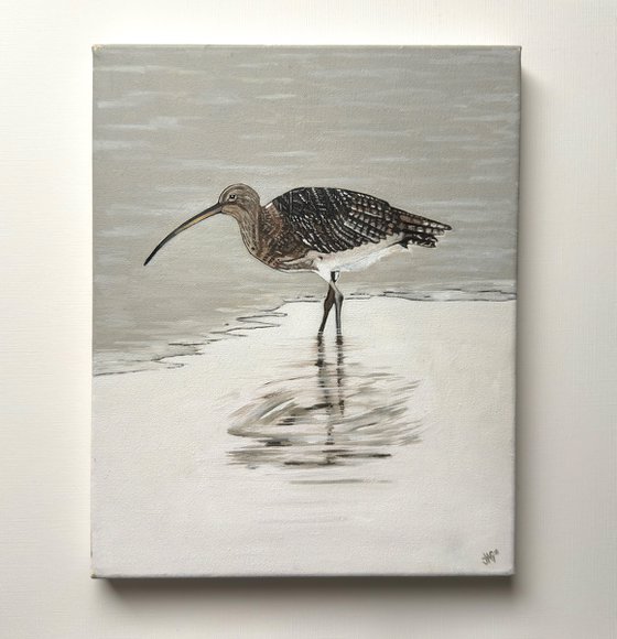Curlew