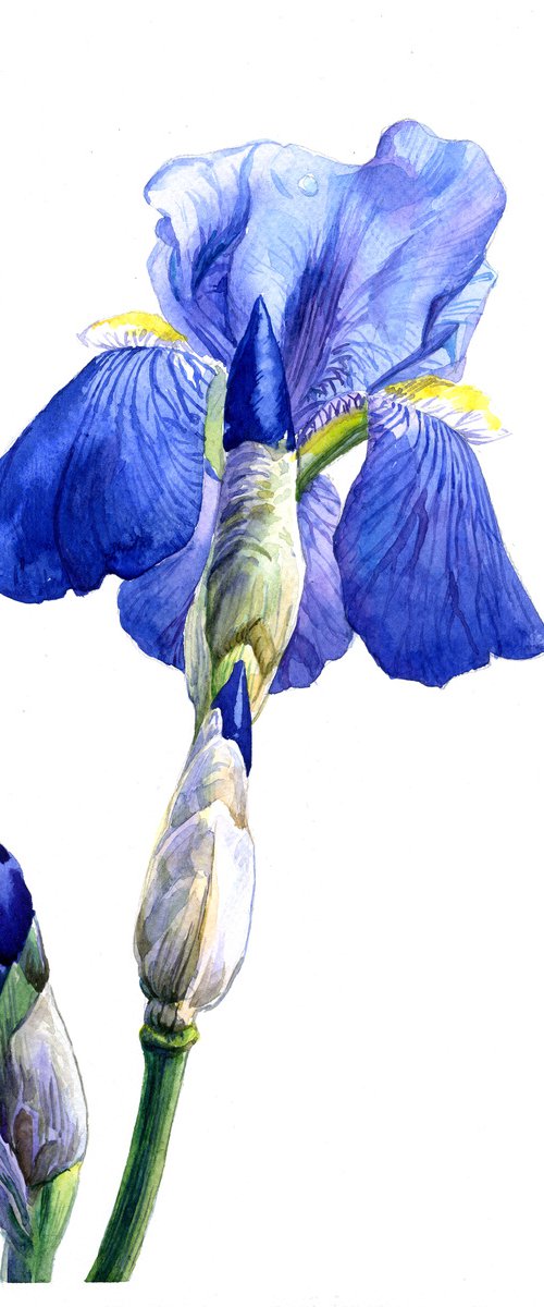 Blue Iris by SVITLANA LAGUTINA