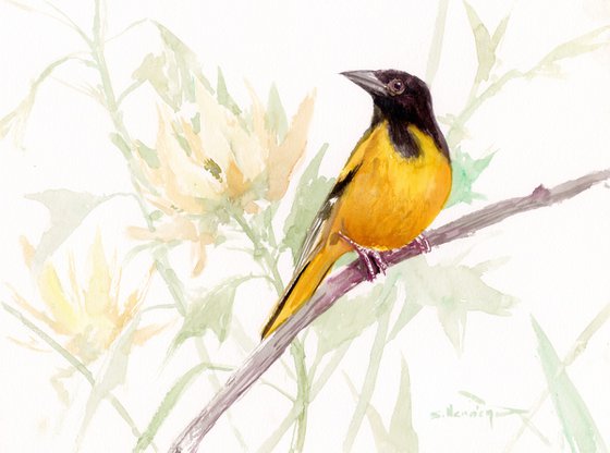 Baltimore Oriole