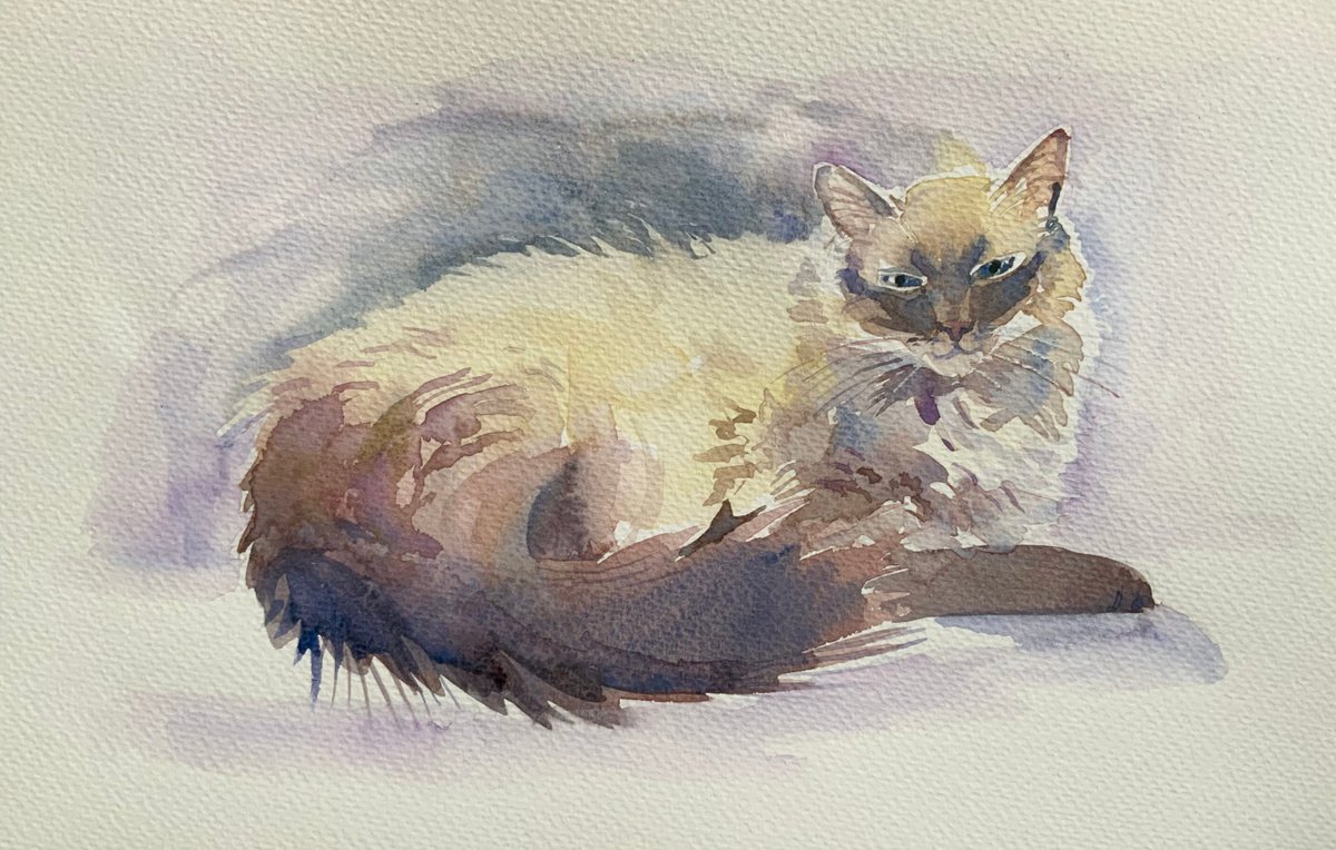 Burmese cat by Mary Stubberfield