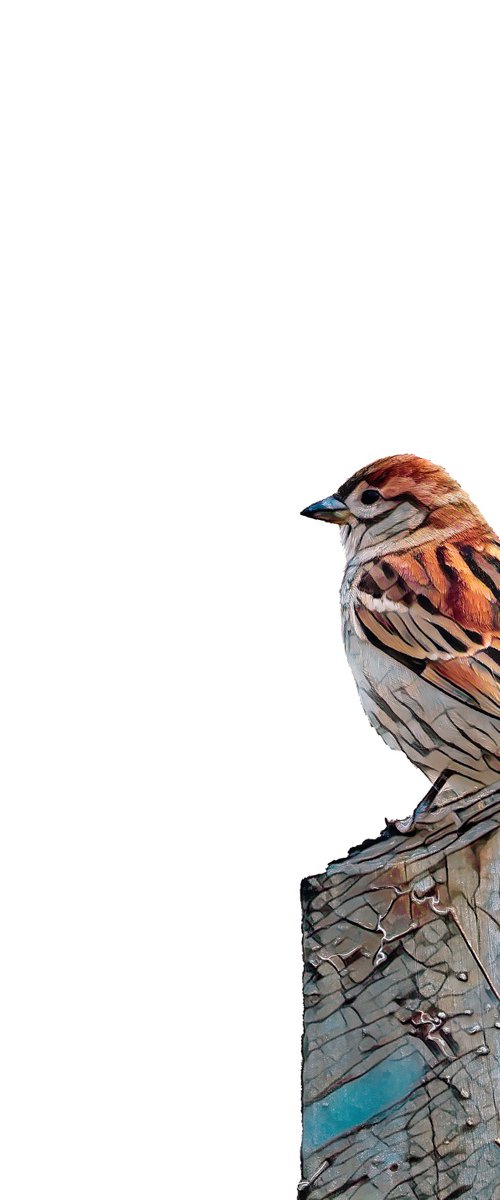 Sparrow by Marlene Watson