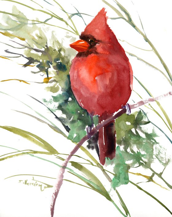 Cardinal Bird