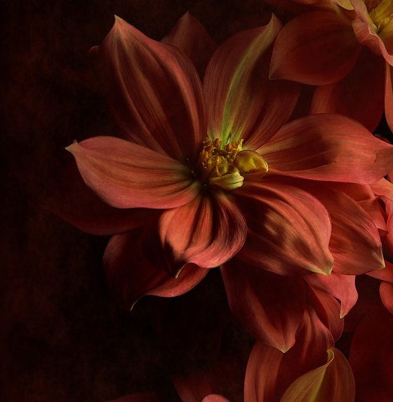 Vermilion Lilies
