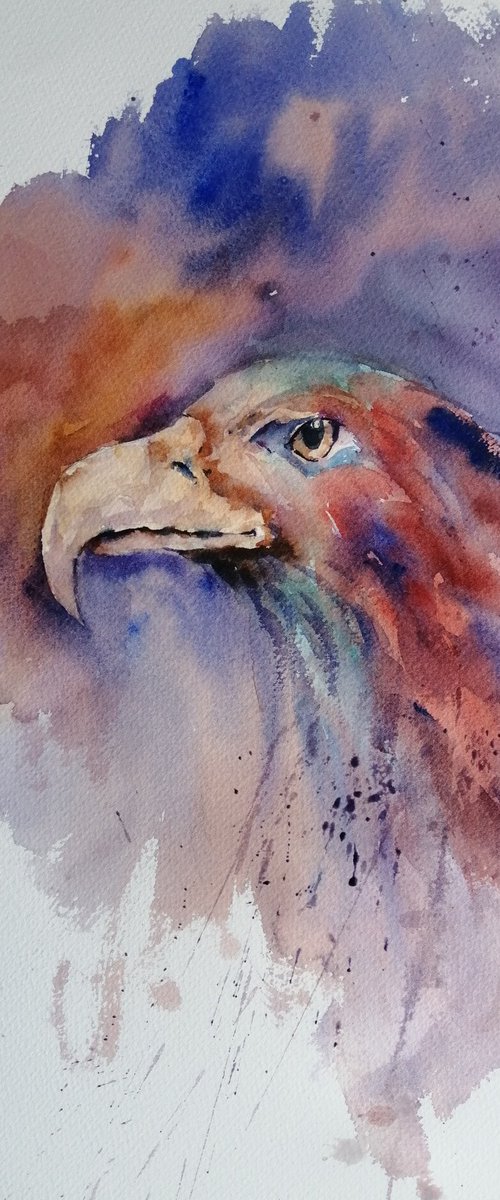 eagle 6 by Giorgio Gosti