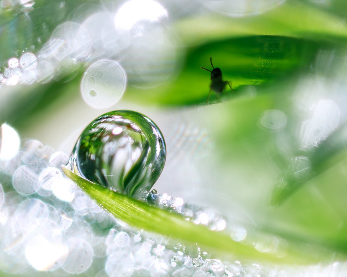 Organic Abstract Photograph By Inna Etuvgi, 21 X 17, Morning Dew Tales, Original Artwork