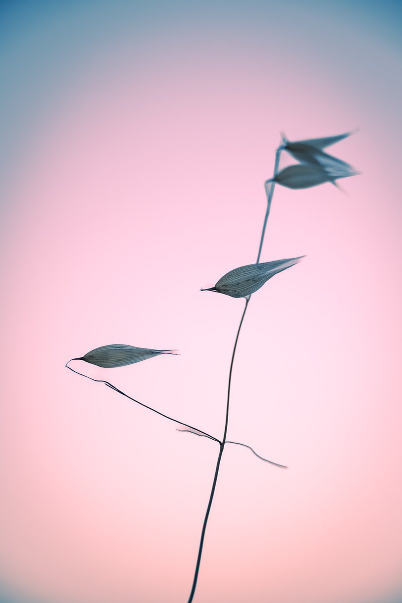 Botanical Photograph By Tal Paz-Fridman, 20 X 28", In Light Of Current Events V, Original Artwork