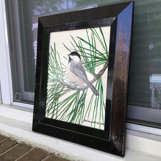 WHITE PINE CHICKADEE 10X8 Acrylic (SOLD)