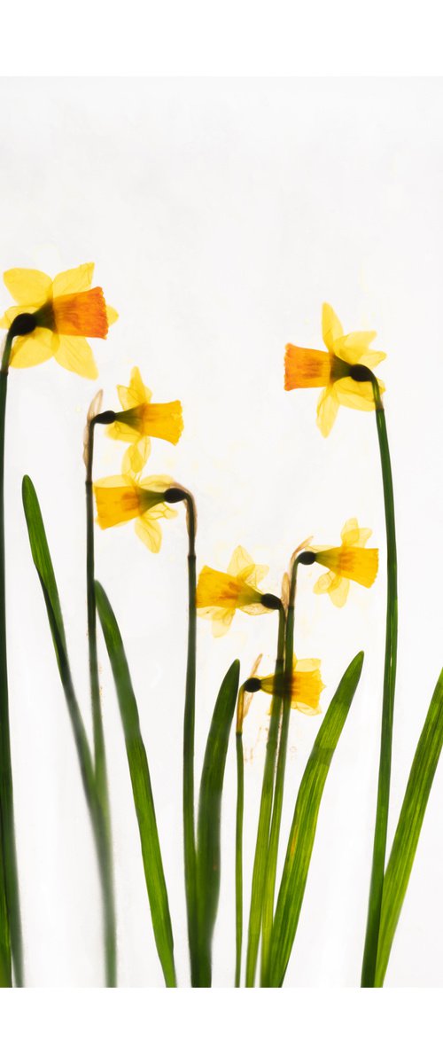 Daffodills 1 by V Sebastian