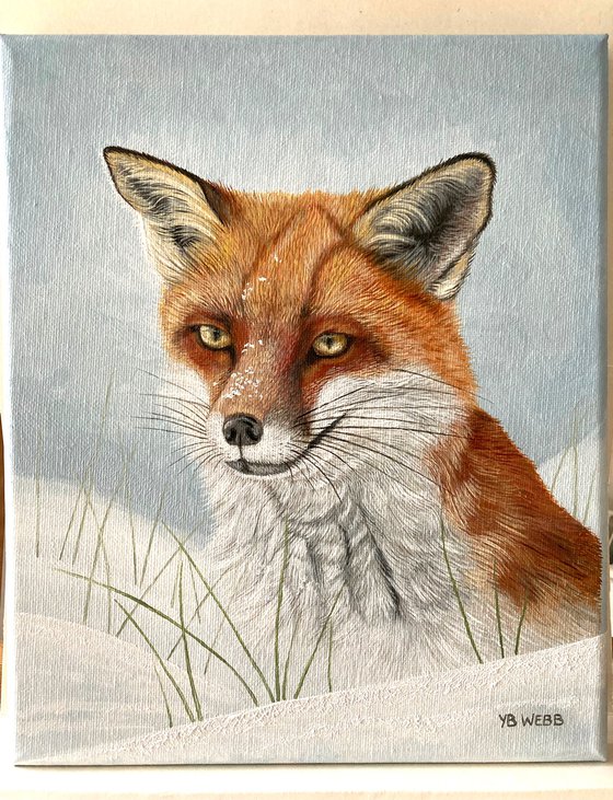 Red Fox In The Snow