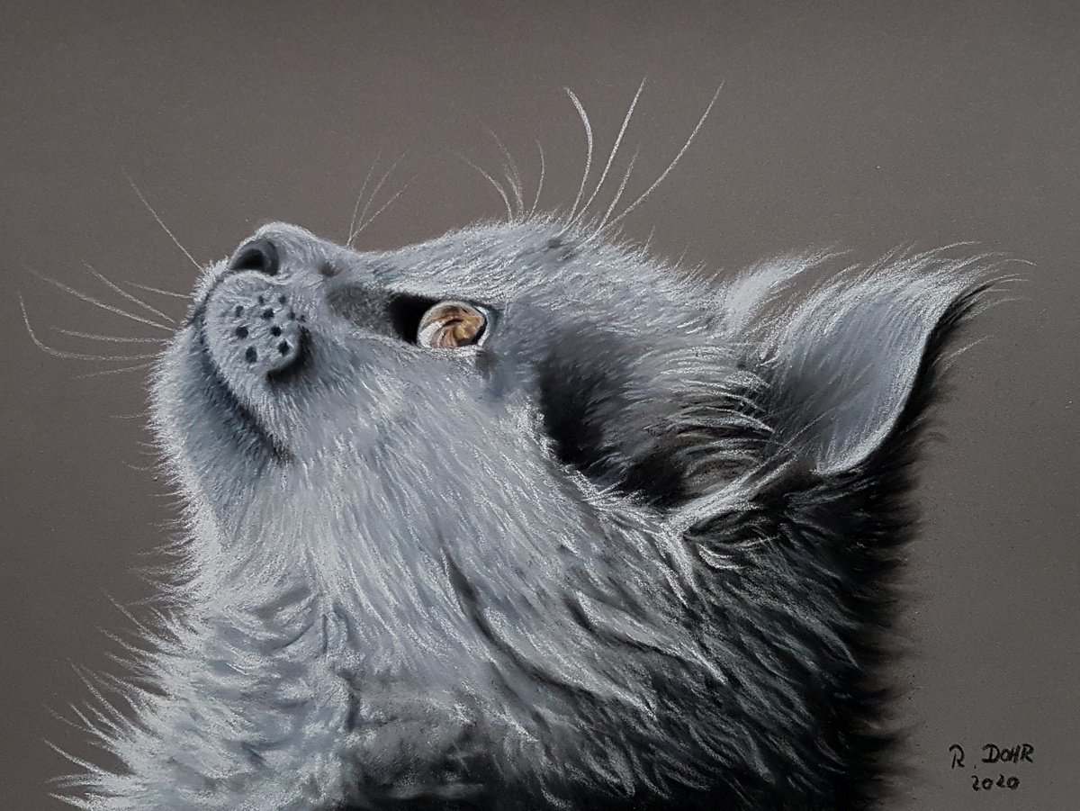 Portrait einer kleinen Katze by Renate Dohr