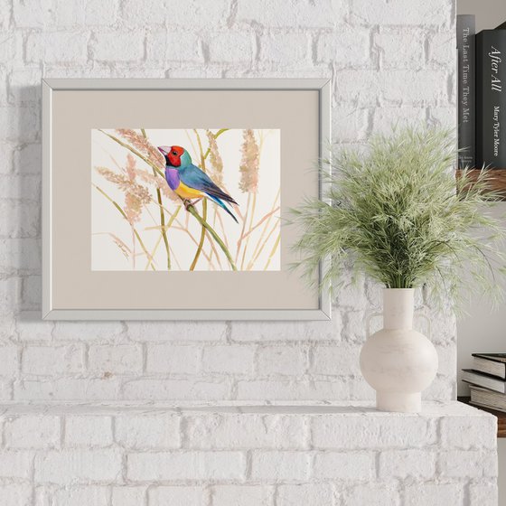 Gouldian Finch