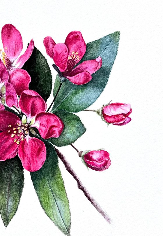 Ruby crab apple blossom