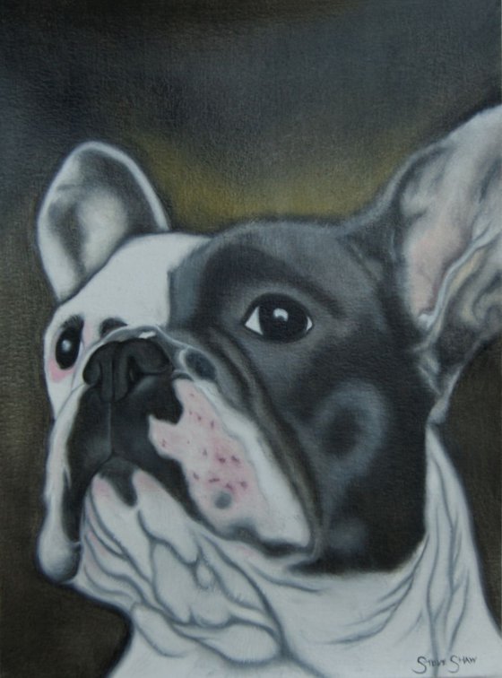 French Bulldog study on paper. Free Shipping