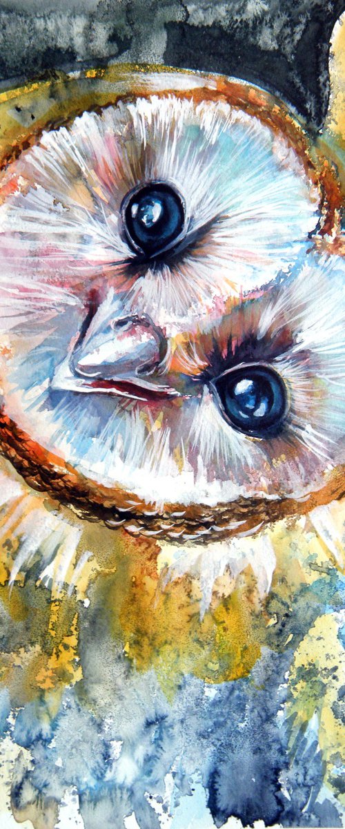 Barn owl by Kovács Anna Brigitta